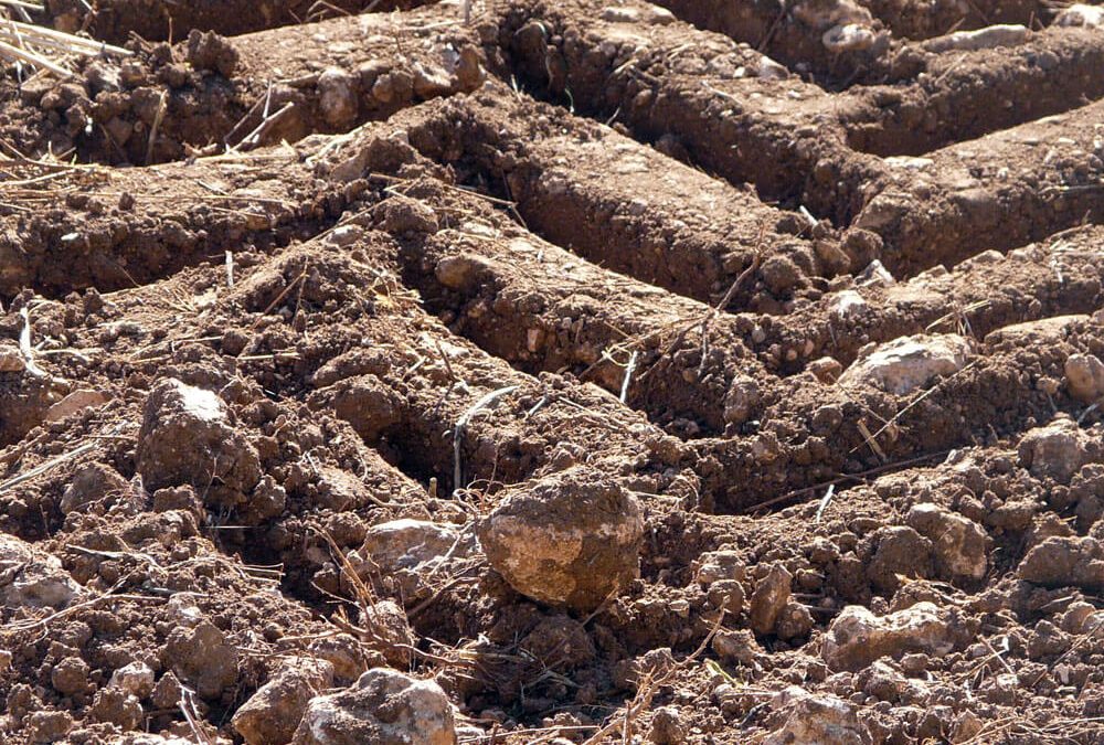 Plan de fertilización y de conservación y mejora del suelo agrícola. Finca Los Llanos (Cuenca)