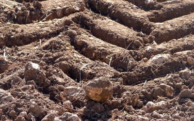 Plan de fertilización y de conservación y mejora del suelo agrícola. Finca Los Llanos (Cuenca)