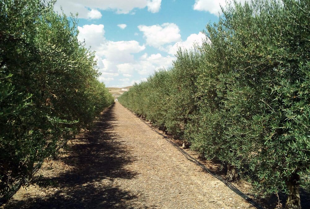 Proyecto de plantación y explotación de olivar en superintensivo (olivar en seto) en la provincia de Alicante.