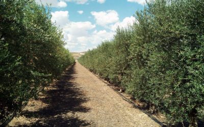 Proyecto de plantación y explotación de olivar en superintensivo (olivar en seto) en la provincia de Alicante.