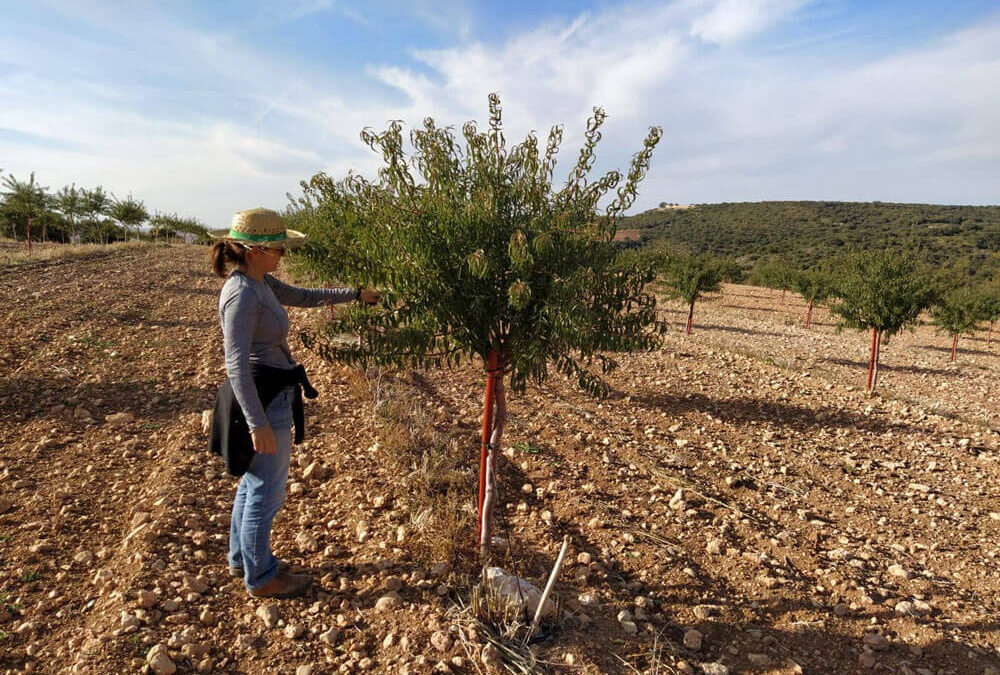 Plantación, mantenimiento y gestión de cultivar de ALMENDRO ECOLÓGICO en regadío en el TM de Zafra de Záncara (Cuenca). Año 2019.