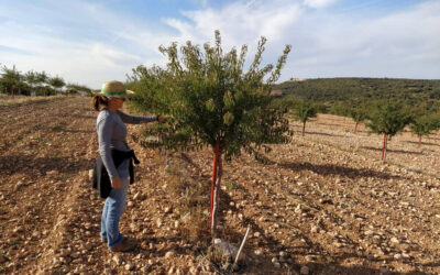 Plantación, mantenimiento y gestión de cultivar de ALMENDRO ECOLÓGICO en regadío en el TM de Zafra de Záncara (Cuenca). Año 2019.