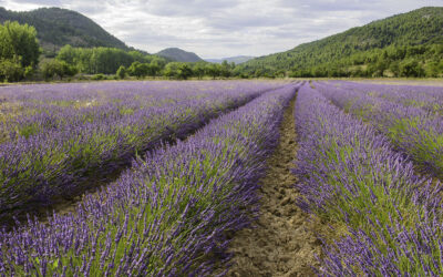 Plantación, mantenimiento y gestión de AROMÁTICAS (lavandin grosso y súper) en la provincia de Cuenca, T.T.M.M. de Zafra de Záncara y Huélamo. Año 2019-20.