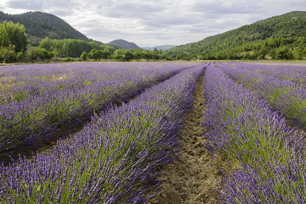 Plantación, mantenimiento y gestión de AROMÁTICAS (lavandin grosso y súper) en la provincia de Cuenca, T.T.M.M. de Zafra de Záncara y Huélamo. Año 2019-20.