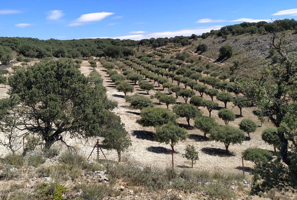 Gestión de Ayuda para la Ejecución de Plantación de Quercineas micorrizadas con TRUFA NEGRA en finca particular en Serranía de Cuenca. Año 2019-2020