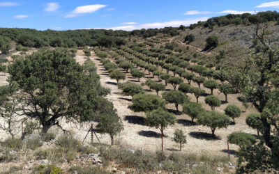 Gestión de Ayuda para la Ejecución de Plantación de Quercineas micorrizadas con TRUFA NEGRA en finca particular en Serranía de Cuenca. Año 2019-2020