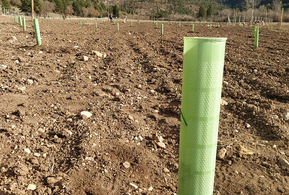 Ejecución de plantación de roble trufero en Serranía de Cuenca. Noviembre 2021.