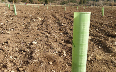 Ejecución de plantación de roble trufero en Serranía de Cuenca. Noviembre 2021.