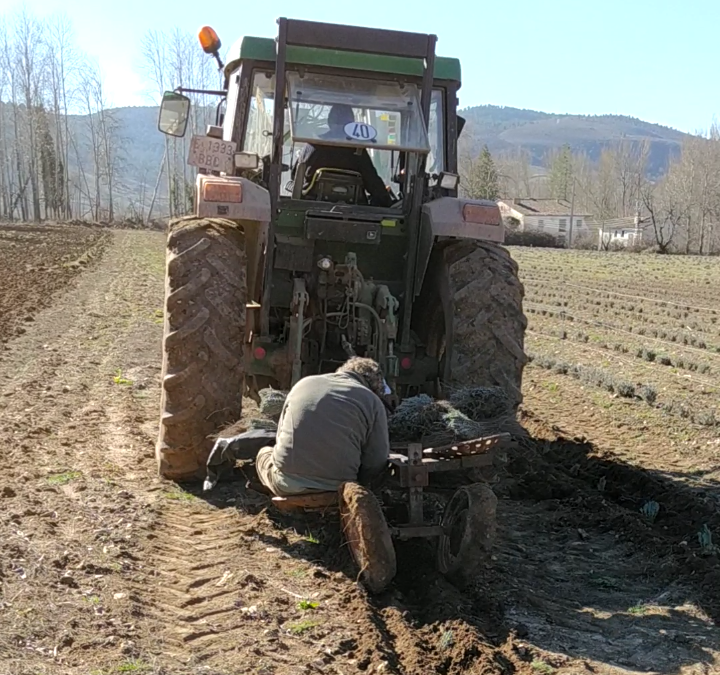 Criterios para una correcta ejecución de una plantación de plantas aromáticas